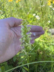 Platanthera lacera