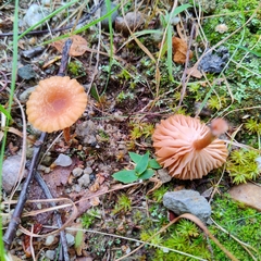 Laccaria laccata