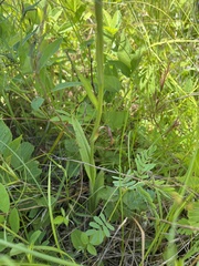 Platanthera lacera