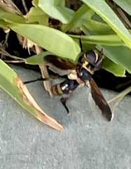 Trichopoda plumipes