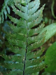 Hymenasplenium pubirhizoma