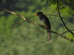 Psilorhinus morio