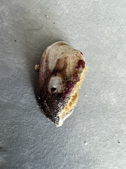 Lamarcka imbricata