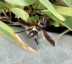 Trichopoda plumipes
