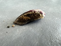 Lamarcka imbricata