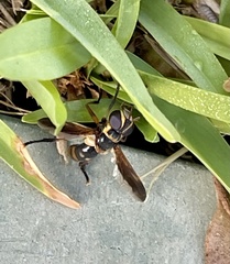 Trichopoda plumipes