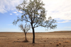 Grevillea pyramidalis leucadendron