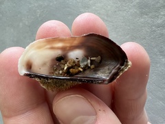 Lamarcka imbricata