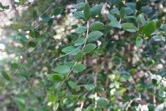Eugenia buxifolia