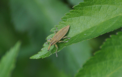 Lixus iridis