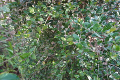 Eugenia buxifolia