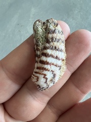 Arca zebra