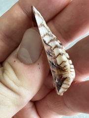 Arca zebra