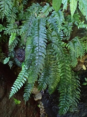 Hymenasplenium pubirhizoma