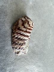 Arca zebra