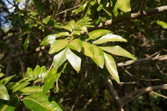 Doratoxylon apetalum