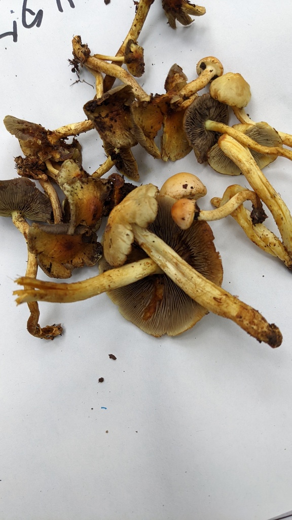 Hypholoma fasciculare · October 2022 · photo: © atsushi_nakajima_cirque (iNaturalist, cc-by)
