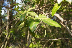 Doratoxylon apetalum