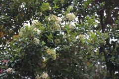 Chionanthus retusus