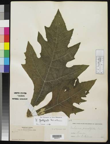 Verbesina fastigiata