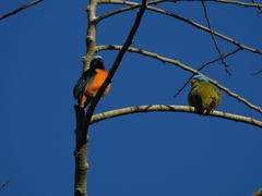 Chlorophonia elegantissima