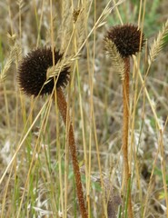 Echinacea angustifolia