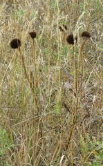 Echinacea angustifolia