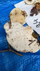 Trametes vespacea