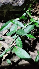 Trachelospermum asiaticum