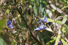 Dianella