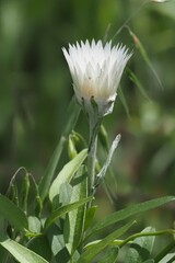 Gnaphalieae
