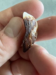 Lamarcka imbricata