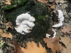 Ganoderma resinaceum