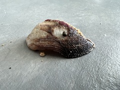 Lamarcka imbricata