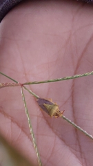 Carpocorini