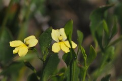 Goodenia varia