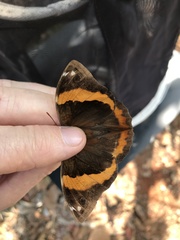 Opsiphanes invirae