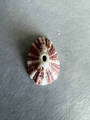 Diodora