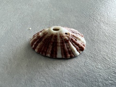 Diodora