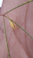 Carpocorini