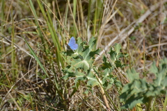 Polyommatus bellargus