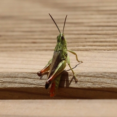 Chorthippus apicalis