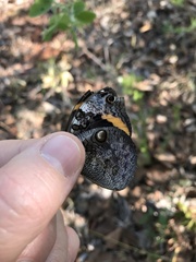 Opsiphanes invirae