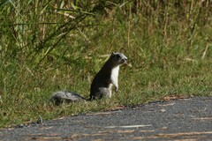 Sciurus niger cinereus