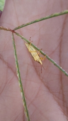 Carpocorini