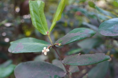 Pyrostria commersonii