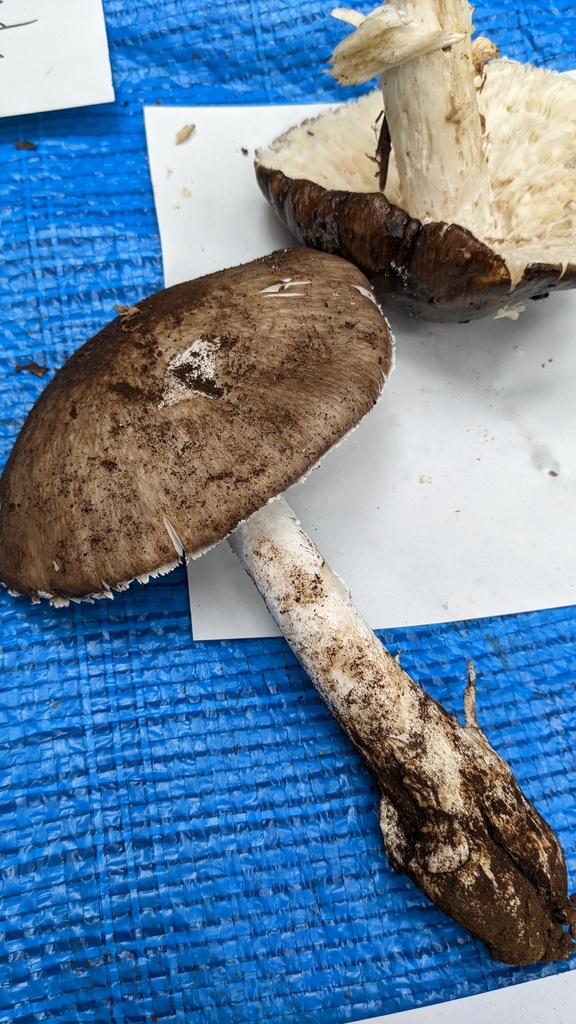Amanita pseudoporphyria · October 2022 · photo: © atsushi_nakajima_cirque (iNaturalist, cc-by)