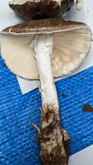Amanita pseudoporphyria