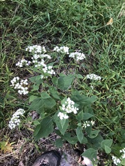 Ageratina