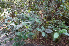 Pyrostria commersonii